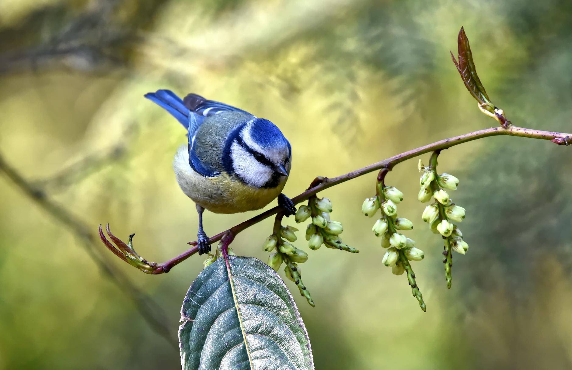 Blue tit
