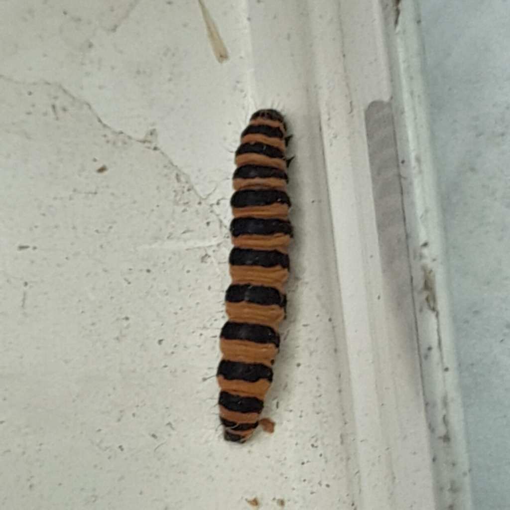 Cinnabar moth caterpillar