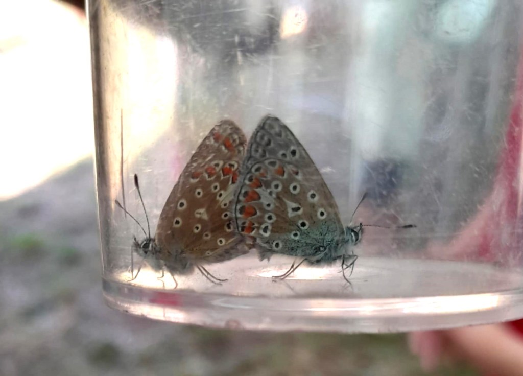 Common blue butterfly