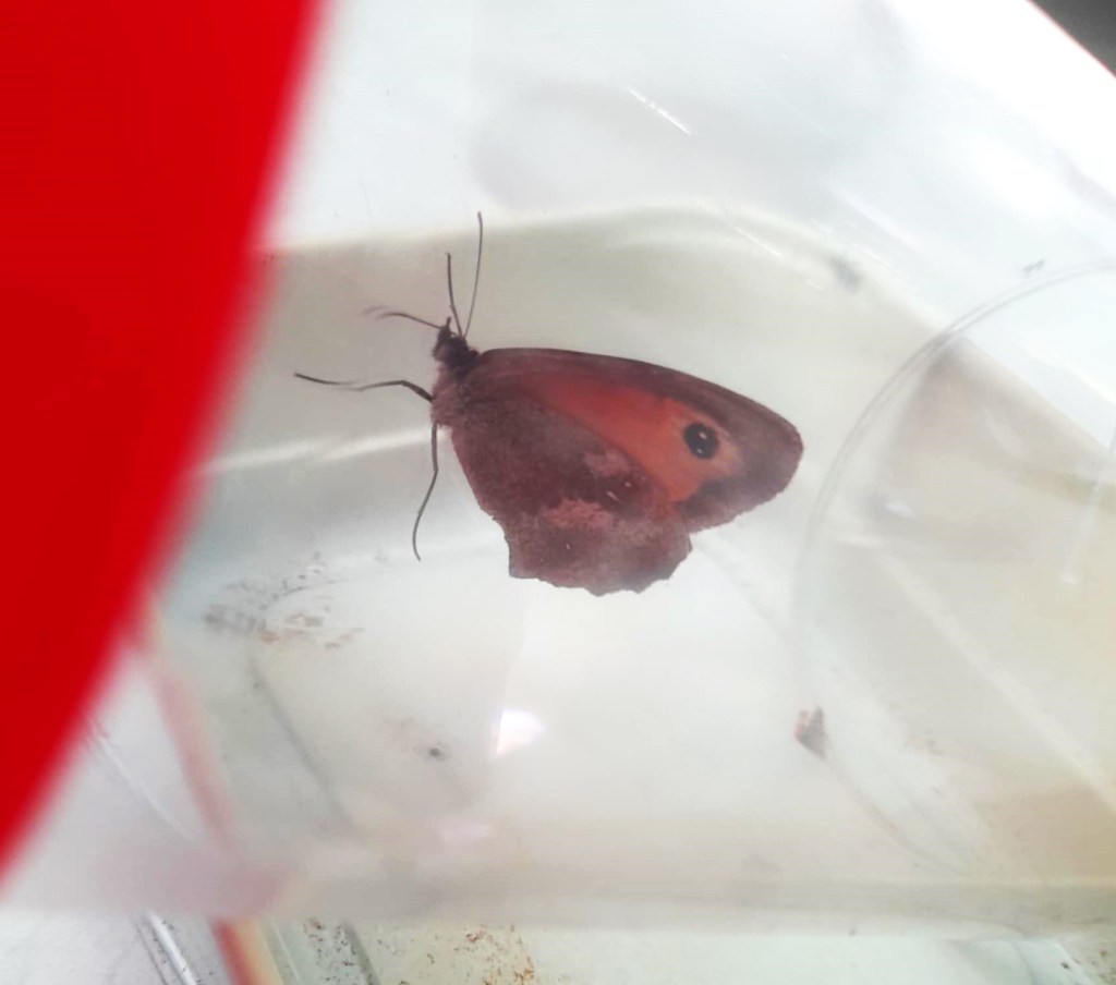 Gate keeper butterfly